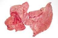Paru Import (1kg)
