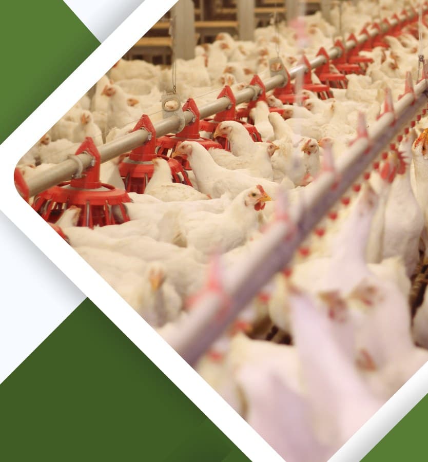 D'Mans poultry supply operation